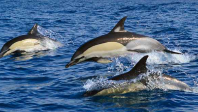best whale watching tenerife